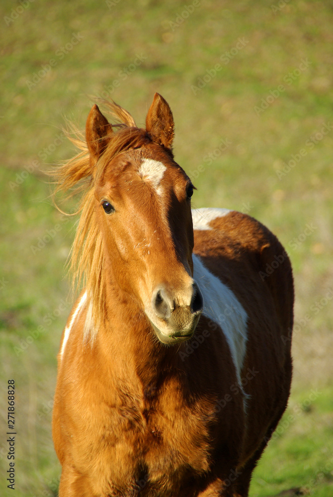 Horse in Field Looking Forward with Ears Pricked Horse in Field Looking Forward with Ears Pricked