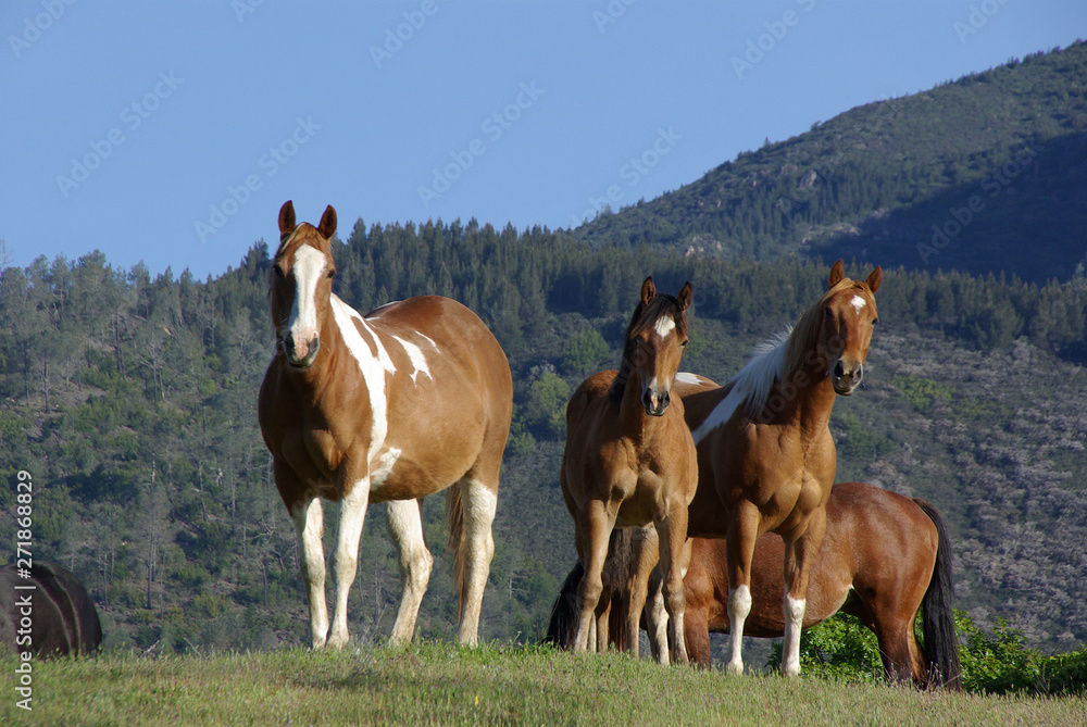 Horse Herd Standing in Mountain Pasture