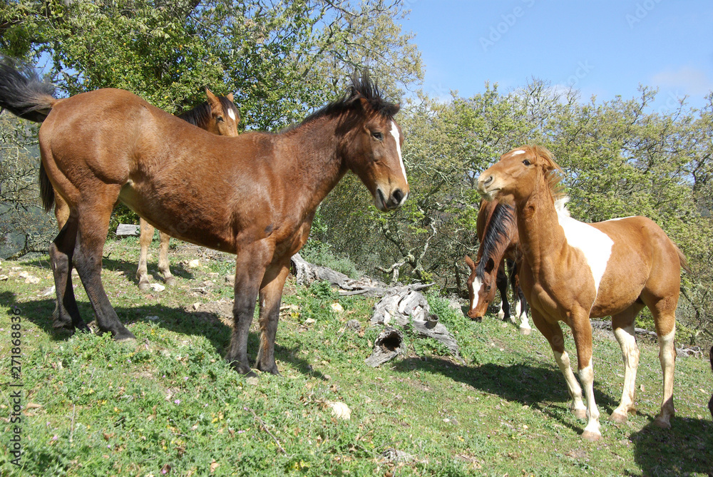 Fototapeta premium Horses Quarreling in a Pasture