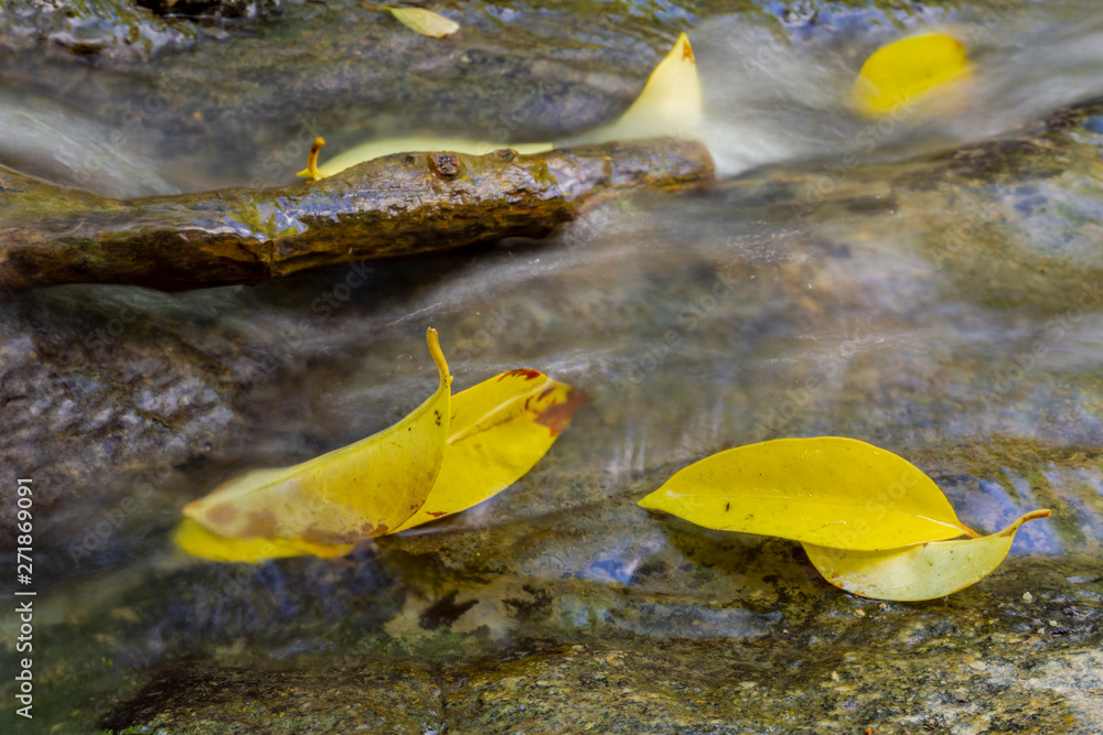 Fototapeta premium Yellow leaves on a stream in autumn