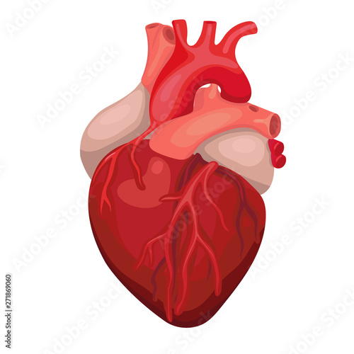 Anatomical heart isolated. Heart diagnostic center sign. Human heart cartoon design. Vector image. photo