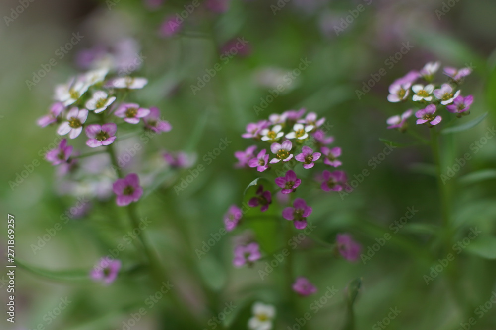 A fabulous little white and pink flower, Sweet alyssum A fabulous little white and pink flower, Sweet alyssum