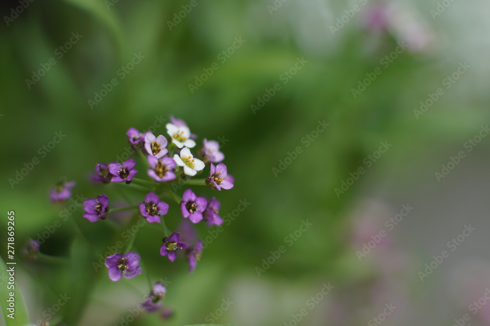 A fabulous little white and pink flower, Sweet alyssum A fabulous little white and pink flower, Sweet alyssum