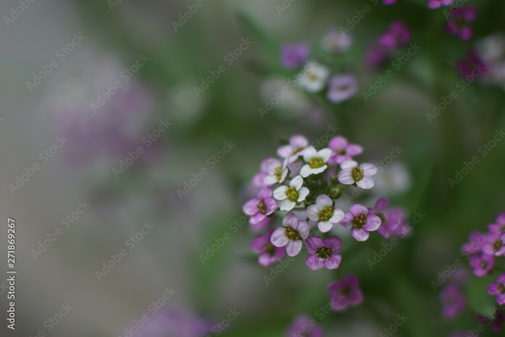 A fabulous little white and pink flower, Sweet alyssum A fabulous little white and pink flower, Sweet alyssum