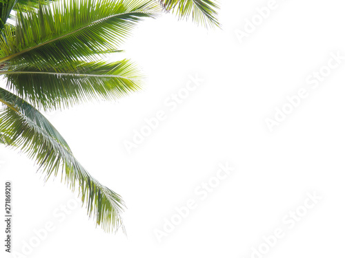 Coconut leaf frame isolate on white background whit copy space  Summer concept.