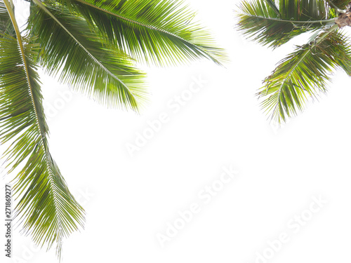 Coconut leaf frame isolate on white background whit copy space  Summer concept.