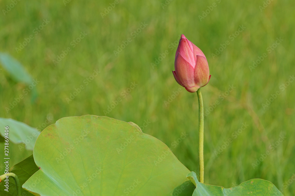 Bud of lotus water lily flower on lawn background