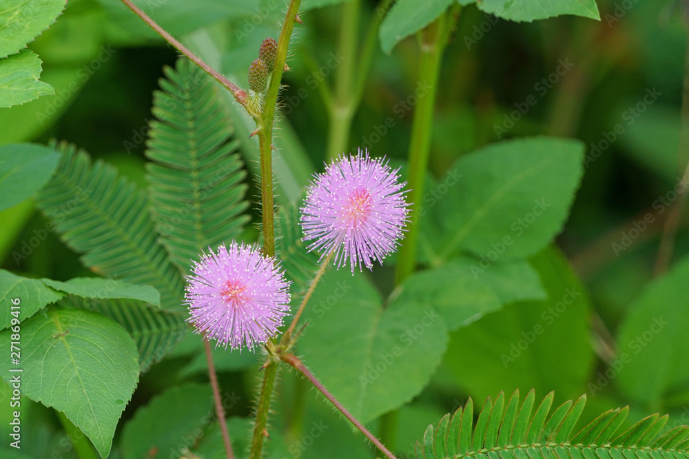 Pink mimosa pudica flowers on green leaves background Pink mimosa pudica flowers on green leaves background