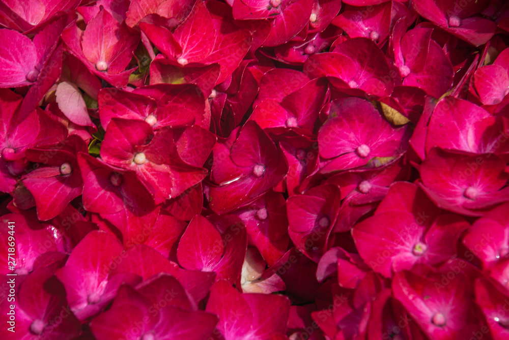 cosmos bipinnatus on the market. cosmos bipinnatus on the market.