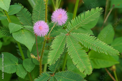 Tableau sur toile Pink mimosa pudica flowers and green leaves in field