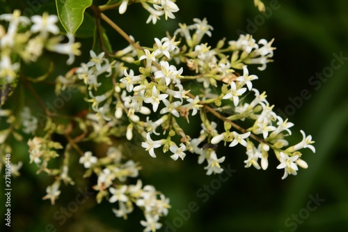 Japanese privet (Ligustrum japonicum) flowers