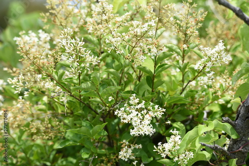 Japanese privet (Ligustrum japonicum) flowers