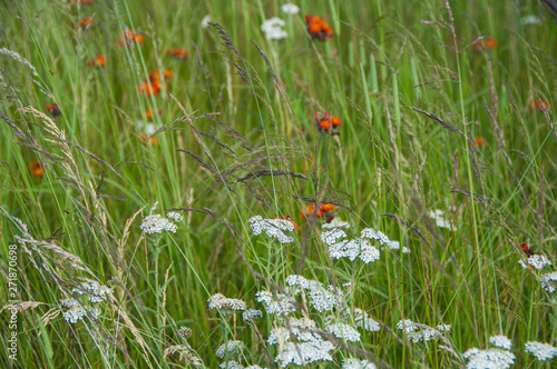 field of wildflowers in white and orange