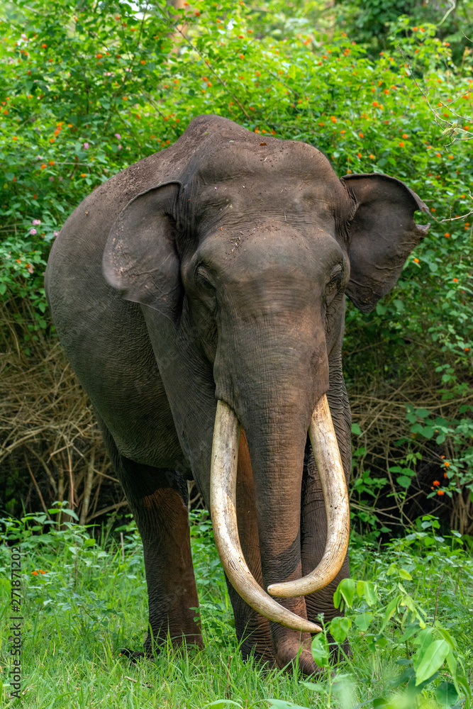 Obraz premium Elephant from Kabini