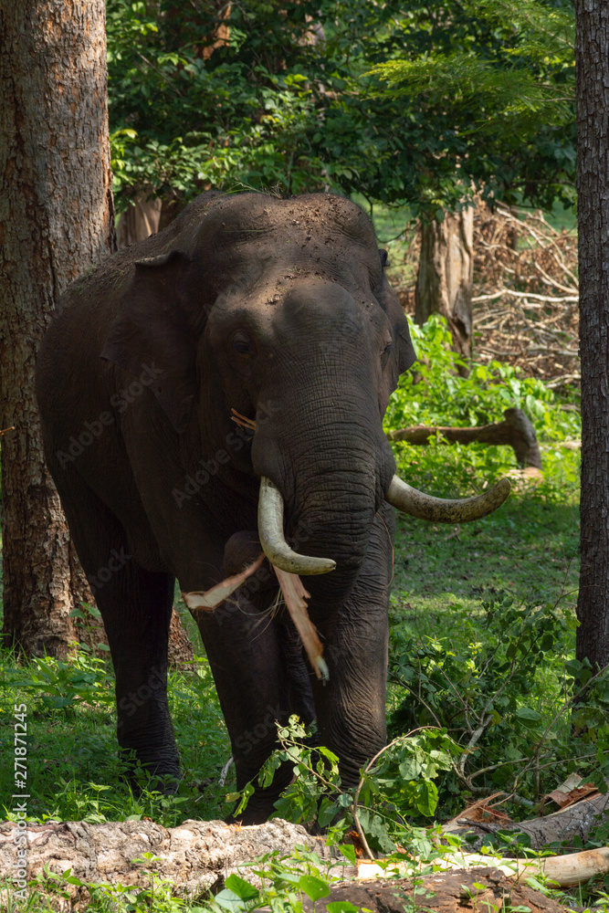 Fototapeta premium Elephant from Kabini