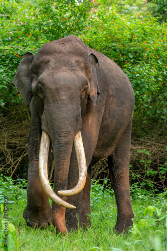 Elephant from Kabini