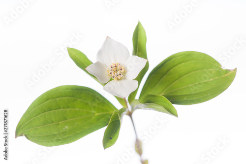 Bunchberry - Isolated Plants on White photo