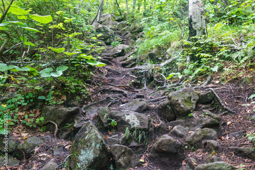 登山道と森の中の風景