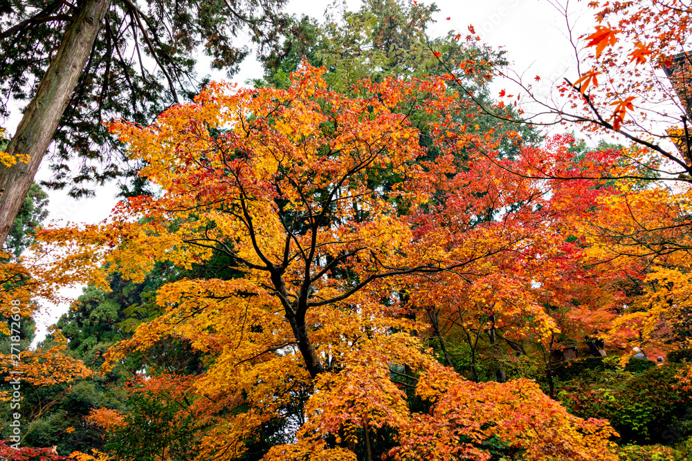 Autumn colors at the Japanese garden of Kongourinji, a temple in Shiga prefecture, Japan Autumn colors at the Japanese garden of Kongourinji, a temple in Shiga prefecture, Japan