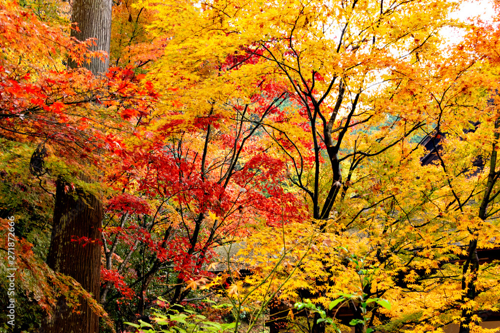 Autumn colors at the Japanese garden of Kongourinji, a temple in Shiga prefecture, Japan