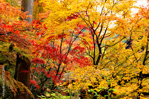 Autumn colors at the Japanese garden of Kongourinji, a temple in Shiga prefecture, Japan