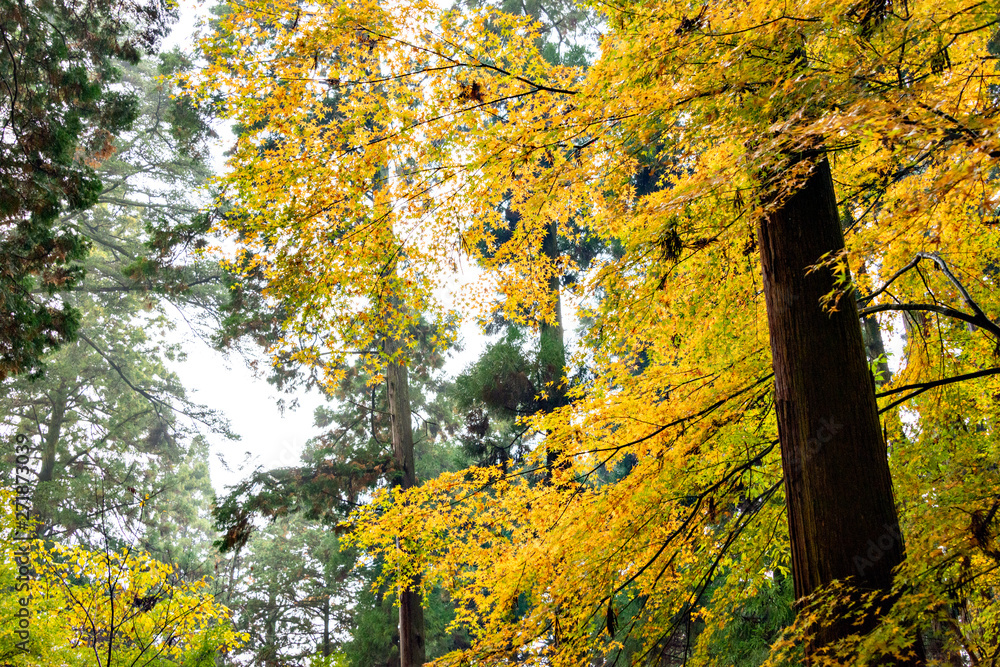 Obraz premium Autumn colors at the Japanese garden of Kongourinji, a temple in Shiga prefecture, Japan