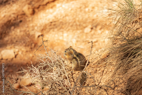 Chipmunk on desert floor