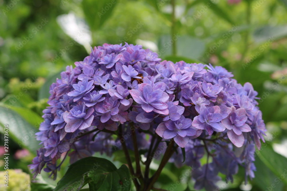 あじさいの花