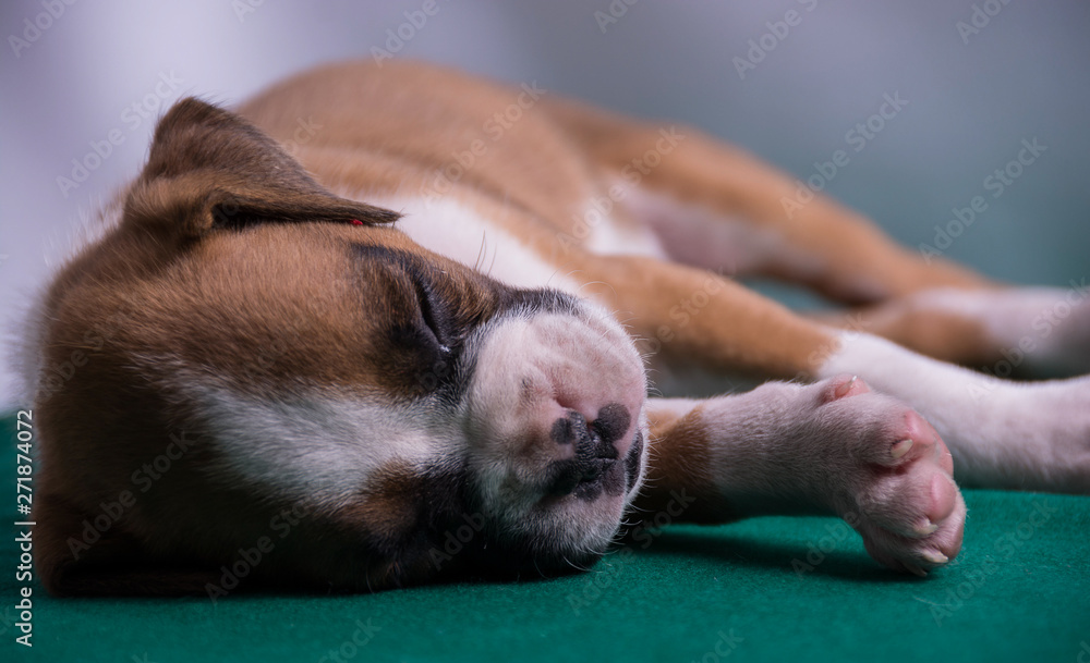 Boxer puppy sleeping during photoshoot Boxer puppy sleeping during photoshoot