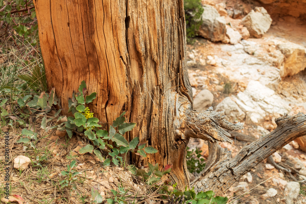 Yellow wildflower growing next to Bristlecone pine on the desert floor Yellow wildflower growing next to Bristlecone pine on the desert floor