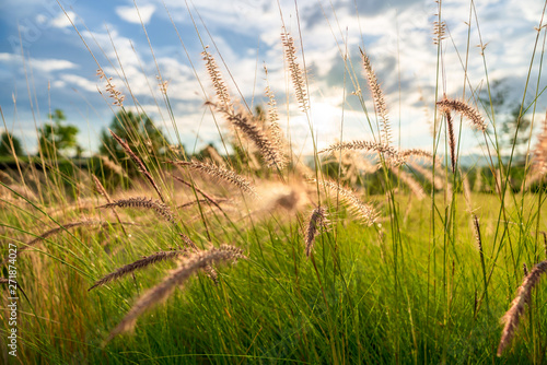 Beautiful golden grasses background with blue sky sun shine silhouette light 