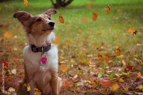 cute dog with falling leaves