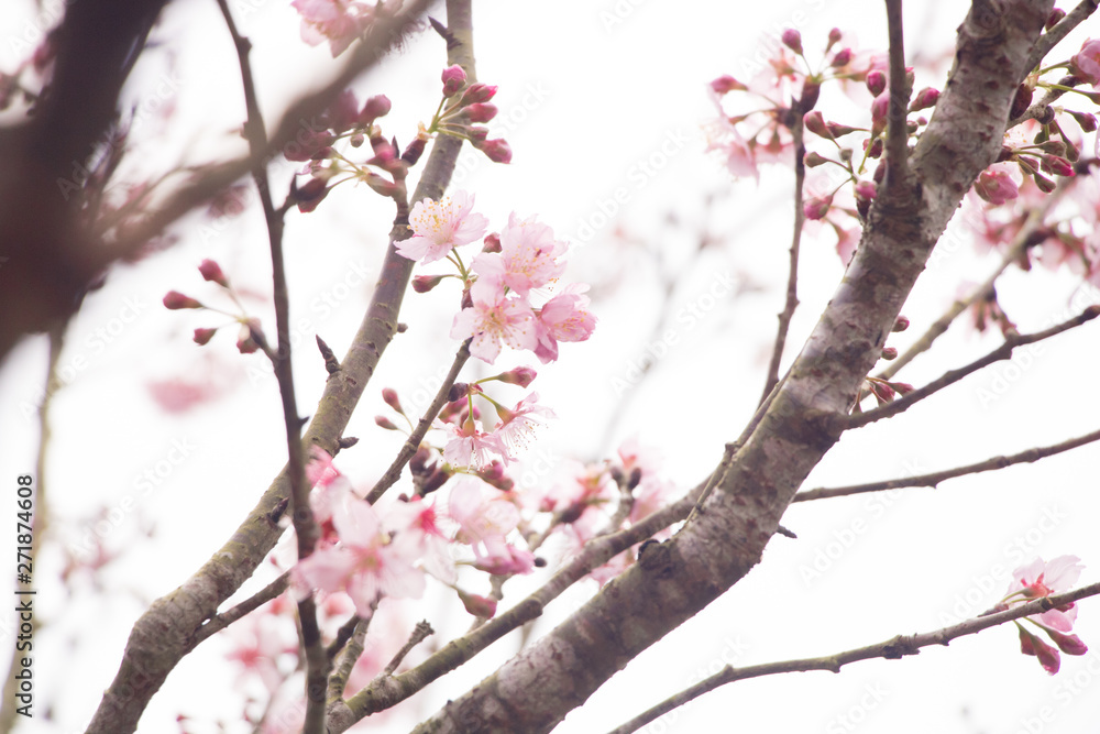 Beautiful cherry blossoms blooming in Taiwan. Species: Taiwan Cherry. Beautiful cherry blossoms blooming in Taiwan. Species: Taiwan Cherry.