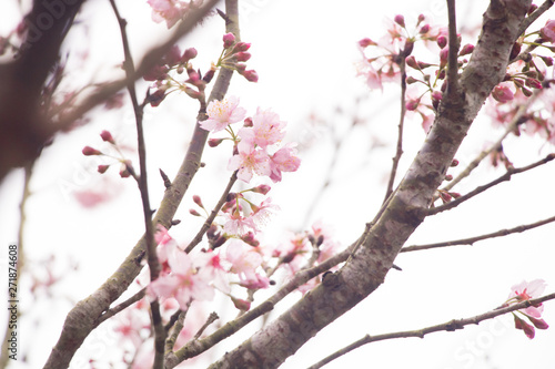 Beautiful cherry blossoms blooming in Taiwan. Species: Taiwan Cherry.