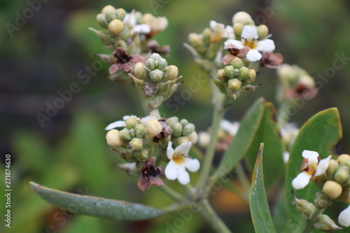 macro of young mangroves flowers