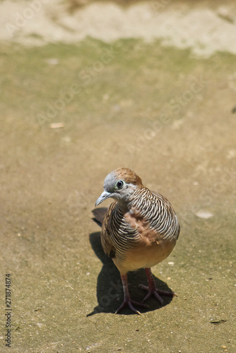 instinct to java dove in the city