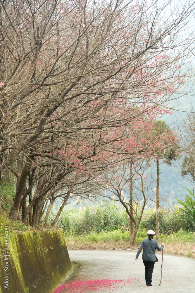 Beautiful cherry blossoms blooming in Taiwan. Species: Taiwan Cherry. Beautiful cherry blossoms blooming in Taiwan. Species: Taiwan Cherry.