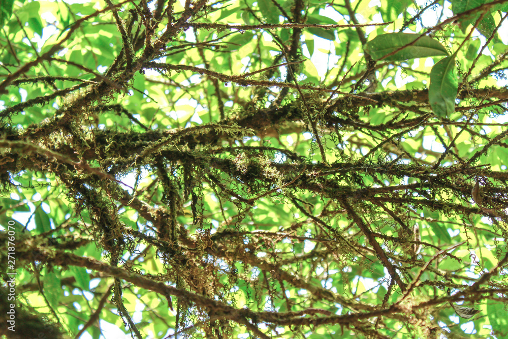 Close-up branch and leaves of trees with sunlight in the forest. Nature background. Close-up branch and leaves of trees with sunlight in the forest. Nature background.