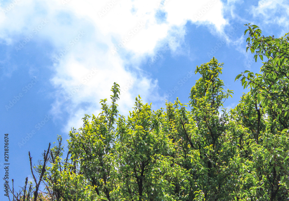 Beautiful big trees with sunlight in the forest isolated on sky background. Beautiful big trees with sunlight in the forest isolated on sky background.