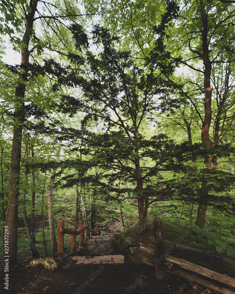 Obraz premium hiking trail in the forest