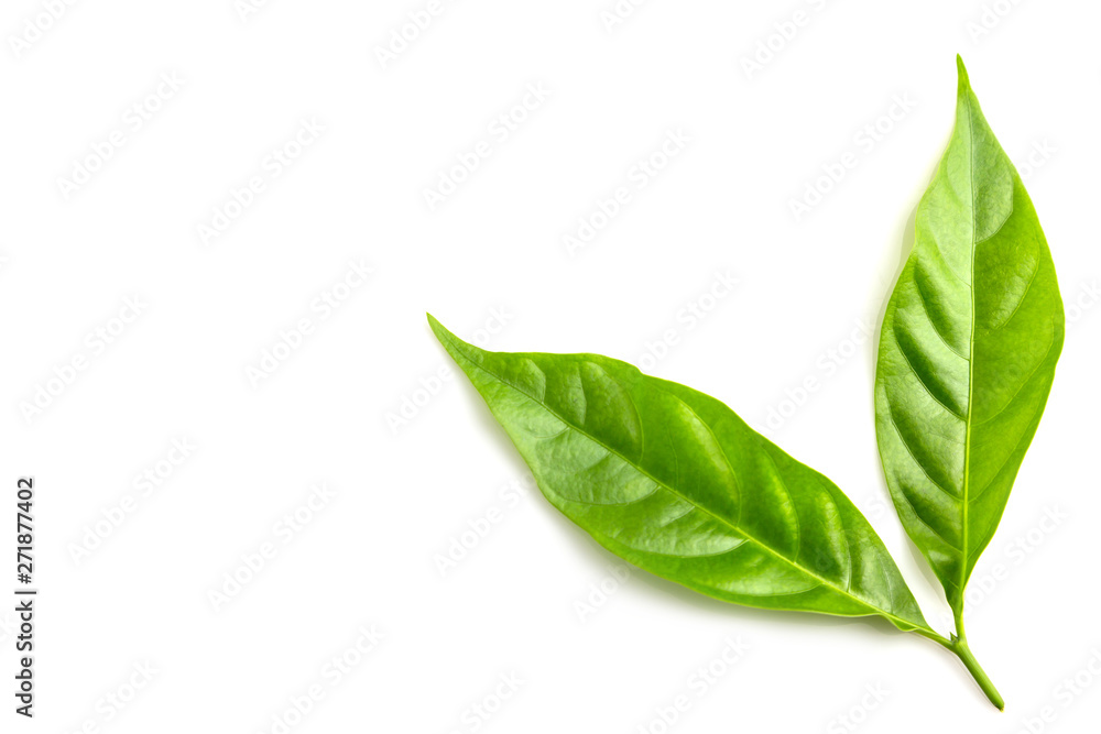 Green leaf isolated on white Green leaf isolated on white