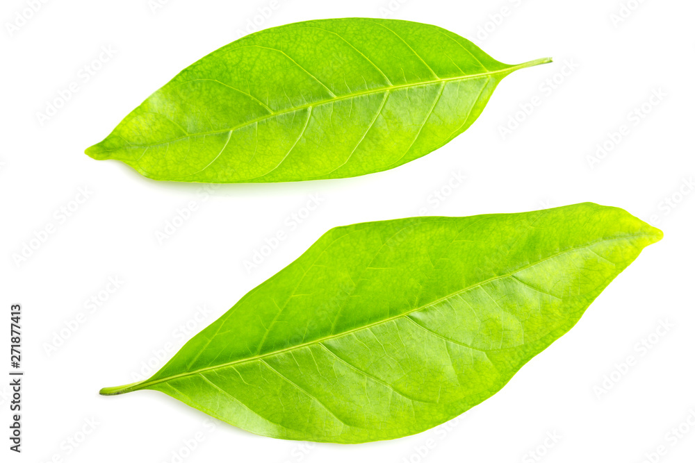 Green leaf isolated on white Green leaf isolated on white