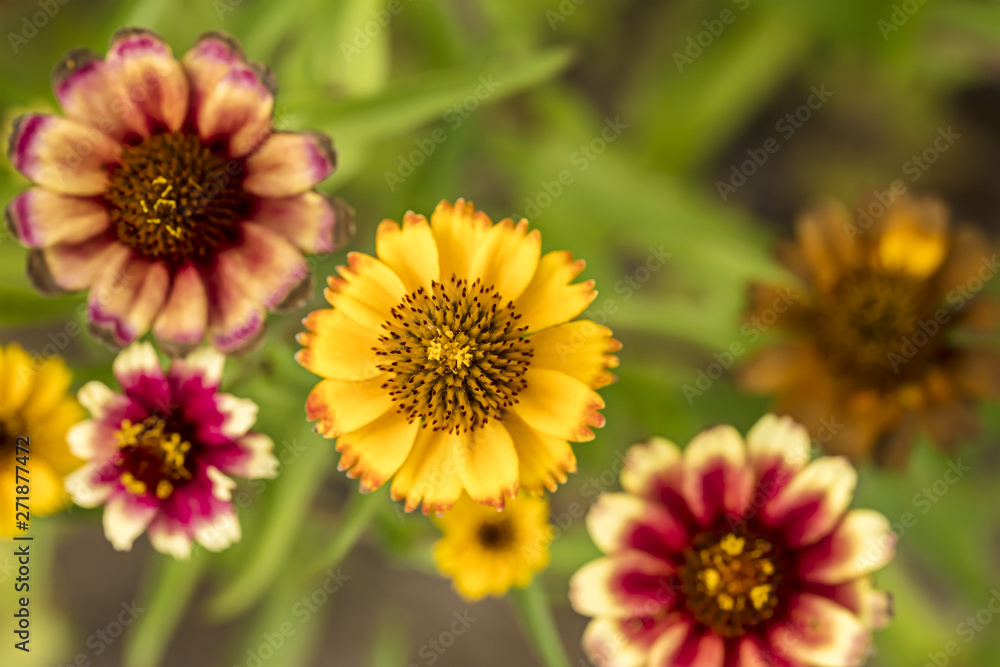 colorful aster flowers on blurred green grass background, closeup view colorful aster flowers on blurred green grass background, closeup view