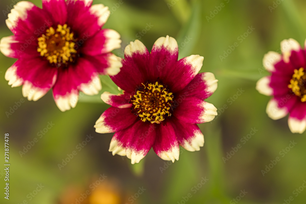 red aster flowers buds blooming in spring, blurred green grass background red aster flowers buds blooming in spring, blurred green grass background