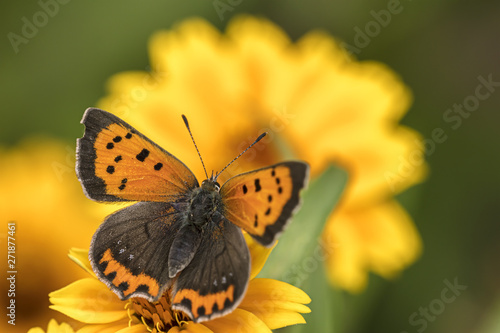 butterfly sitting on yellow aster flower macro view. spring flowers blurred background