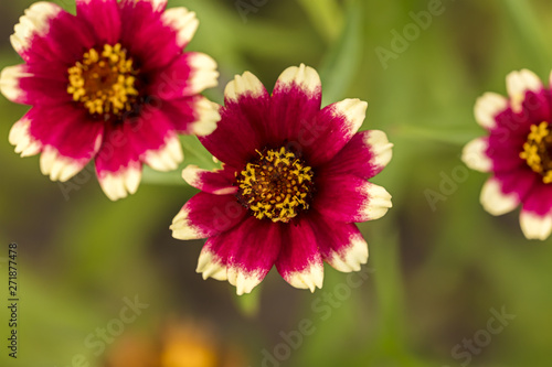 red aster flowers buds blooming in spring, blurred green grass background