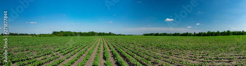 Sunflower plants panorama