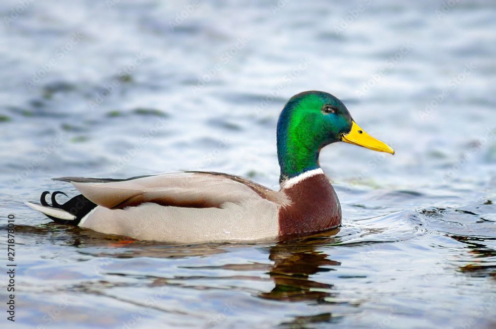 funny duck smiles slyly at the camera and swims on . Close-up photo funny duck smiles slyly at the camera and swims on . Close-up photo