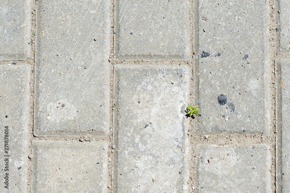 Gray paving slabs with green grass sprouts close up. Abstract background Gray paving slabs with green grass sprouts close up. Abstract background