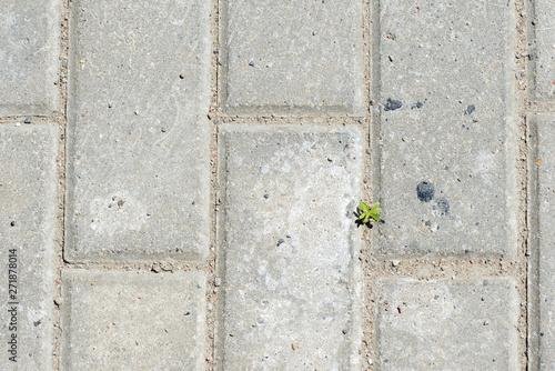 Gray paving slabs with green grass sprouts close up. Abstract background